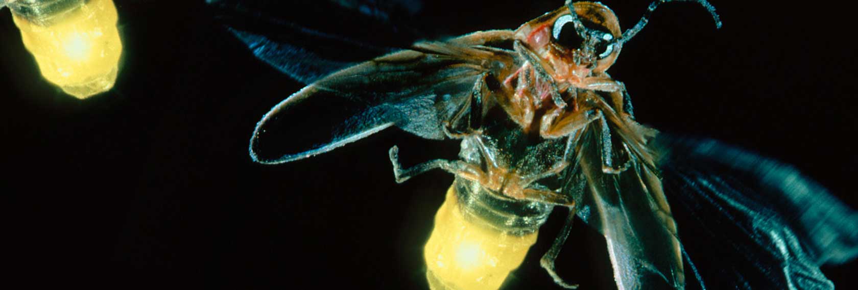 Glühwürmchen: Die leuchtenden Käfer